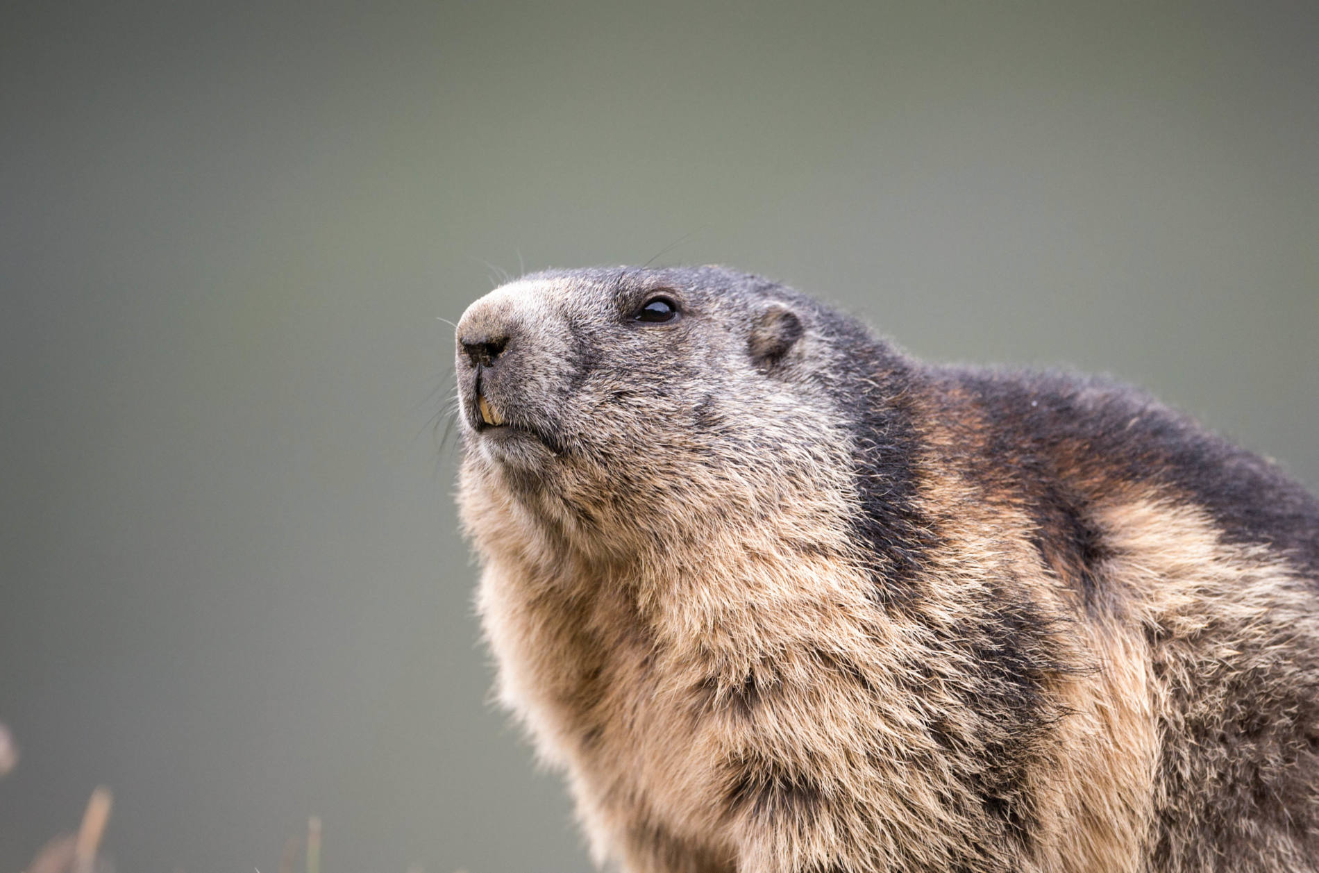 Lemming Symbolism & Meaning  Spirit, Totem & Power Animal