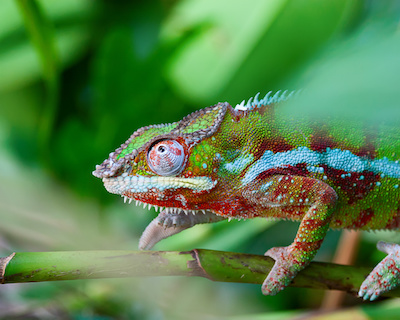 Crystals for Chameleon Totem | Animal Spirit | Crystal Life Technology ...