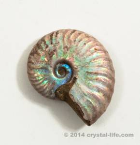 Iridescent Ammonite | Crystals & Gemstones | Crystal Life