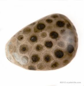 What Is Petoskey Stone, and Where Can You Find It? - Geology In